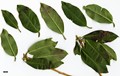 SpeciesSub: subsp. chasmanthum